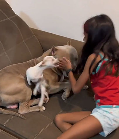 Cães ciumentos