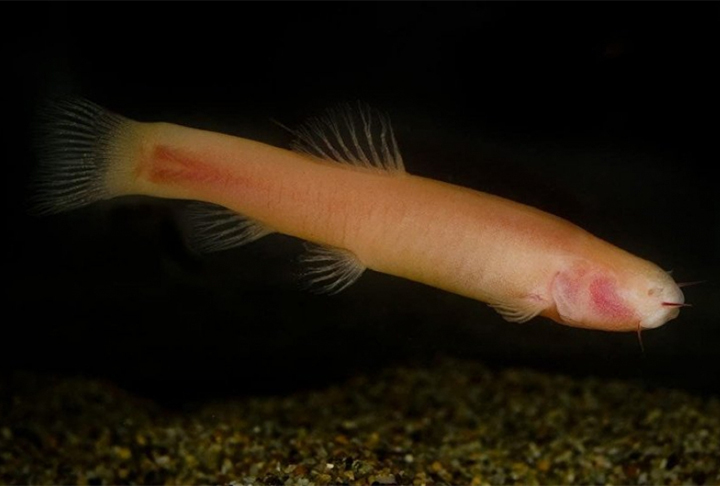 Um curioso peixe foi descoberto recentemente por biólogos nas grutas da Somália. Essa espécie foi apelidada de ‘peixe-vampiro’. A informação é da agência de notícias russa Sputnik. -  (crédito: Reprodução JB foto Luca Scapoli)