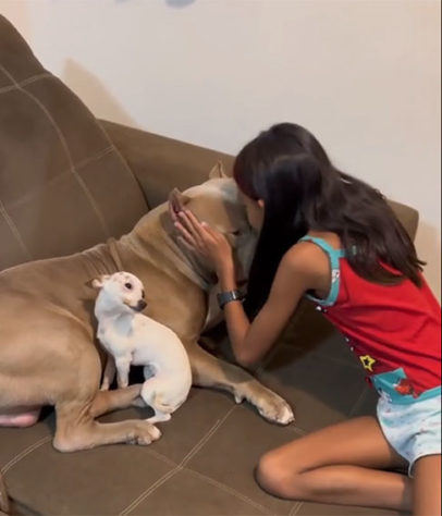 Cães ciumentos
