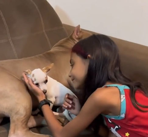 Reações de cães ciumentos viralizam na web