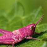 Gafanhoto Rosa