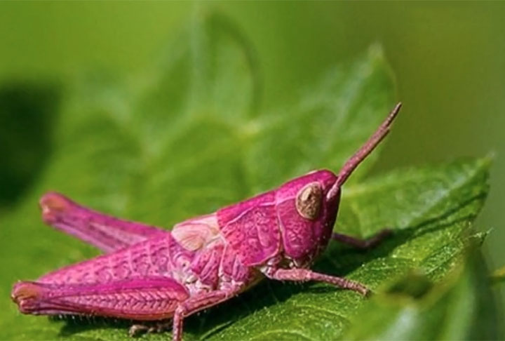 Gafanhoto Rosa