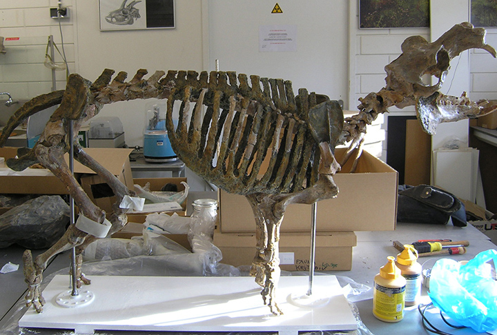 A espécie era parecida com o hipopótamo-anão-do-chipre (Hippopotamus minor), também extinto, que habitou a Ilha de Chipre.