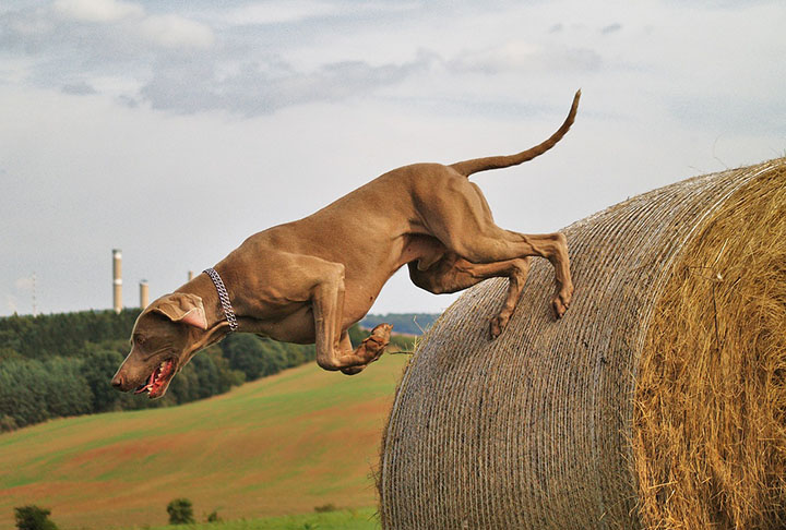 Mais um cão com grande potência física, o Weimaraner é enorme e foi desenvolvido para ser especialista em caça. Mas são muito apegados aos humanos, não gostam de ficar sozinhos e precisam de bastante espaço para suas atividades.  