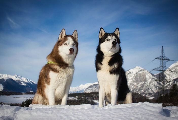 Husky Siberiano - cachorro