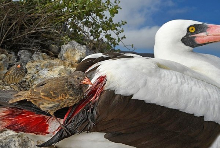 Alimentar-se de sangue possibilita ao animal vampiro não sofrer nos meses mais secos do ano. Além disso, por serem os pássaros dominantes na ilha, é comum vê-los enfileirados para atacar uma vítima 