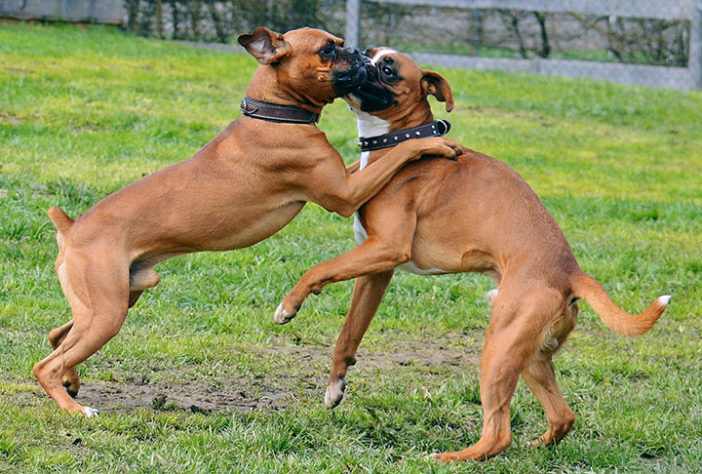 Cães ciumentos