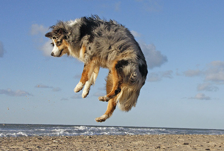 O Pastor Australiano é outra raça que tem muita energia para gastar. Por sua vez, eles precisam de bastante exercício para se sentirem bem.