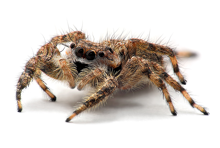 A Aranha Saltadora do Quênia é fanática por sangue humano, mas não possui presas para conseguir sugá-lo diretamente da pele das pessoas. Assim, são consideradas vampiras 'indiretas' porque se alimentam de mosquitos que atacam humanos.