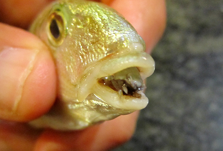 O piolho comedor de língua é uma espécie de parasita marinho que se aloja nos peixes, através de suas guelras, pois tem como alvo sua língua para depois consumir o seu sangue.