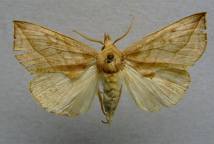 MARIPOSA - Muitos entomologistas colocam cerveja ou vinho em armadilhas para insetos. Um estudo  descobriu em 2008 que 35 espécies de mariposas eram atraídas por armadilhas que tivessem essas bebidas.