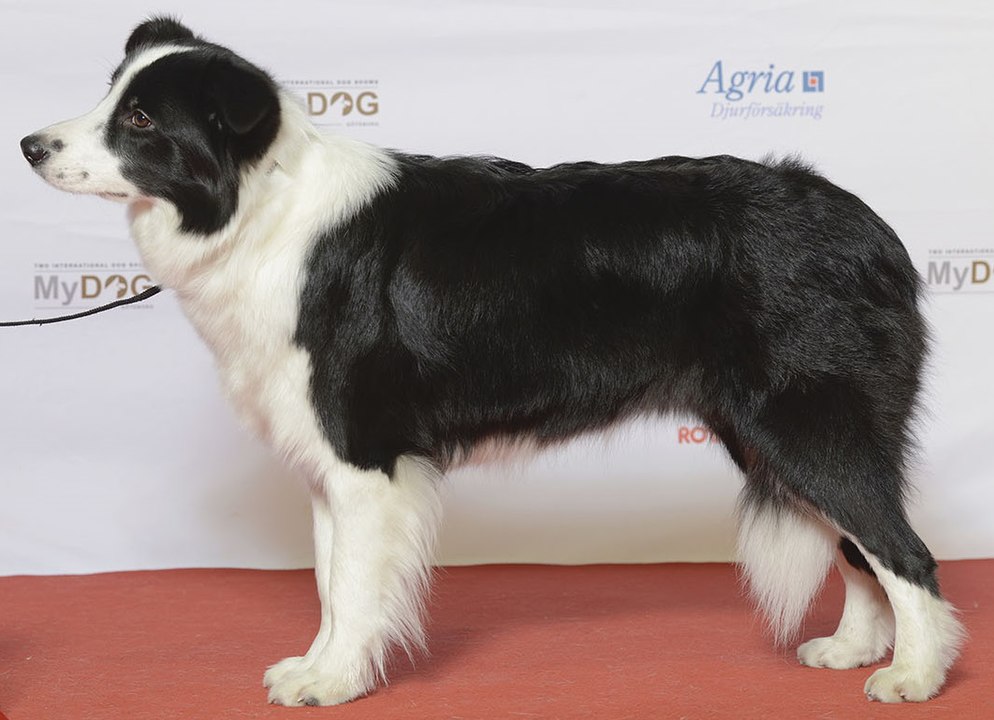 O border collie tem uma expectativa de vida de 13 a 16 anos. Esse cão tem entre 46 e 56 centímetros, em média, de altura. E pesa entre 12 e 20 kg. 