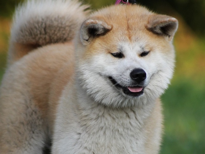 Uma raça não muito falada por aqui, o Akita é conhecido por sua fidelidade, mas pode "estranhar" com o excesso de carinho recebido, pois são cães muito independentes.