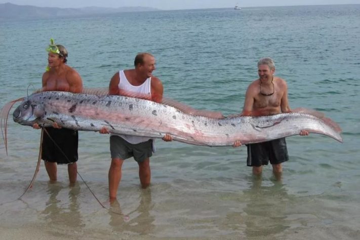 PEIXE REMO