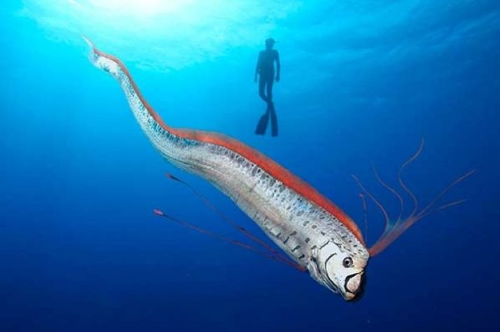 PEIXE REMO 