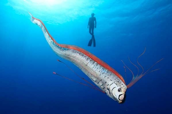 O corpo do peixe-remo Ã© adaptado para viver em grandes profundidades. Sua bexiga natatÃ³ria Ã© reduzida, o que o ajuda a manter a flutuabilidade em diferentes nÃ­veis. 