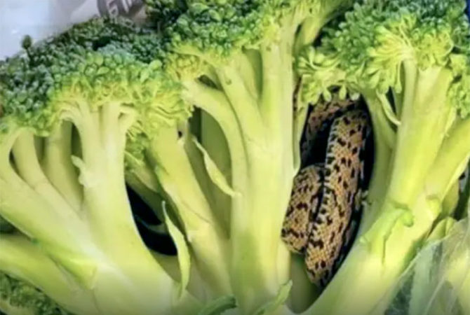 Homem encontra cobra dentro de brócolis comprado em mercado