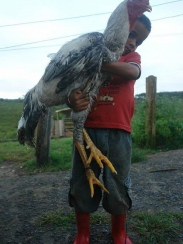 Aves gigantes botam ovos de R$ 1 mil a dúzia ; veja a espécie