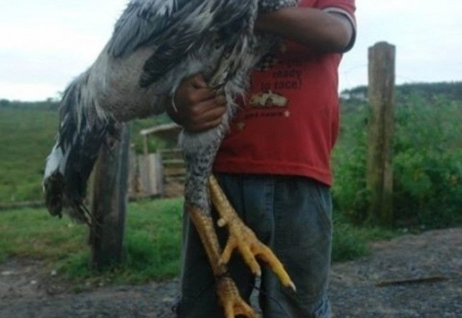 Aves gigantes botam ovos de R$ 1 mil a dúzia ; veja a espécie
