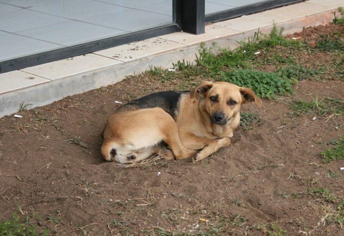 Refrescar cachorro no calor