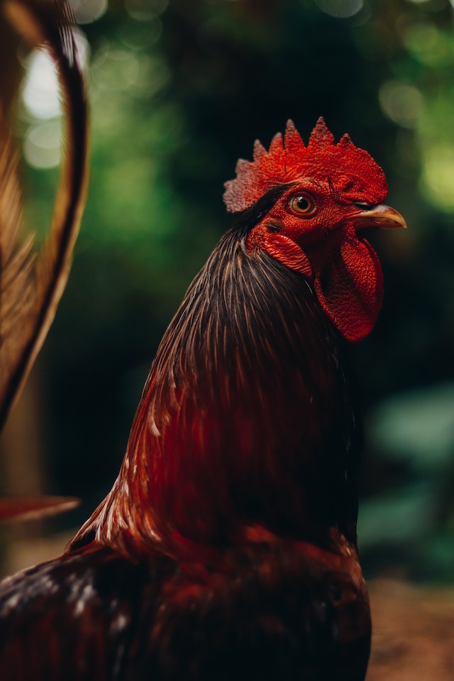 Os cruzamentos se sucederam até resultarem nos maiores exemplares vistos hoje em dia. - Keith Lobo por Pexels