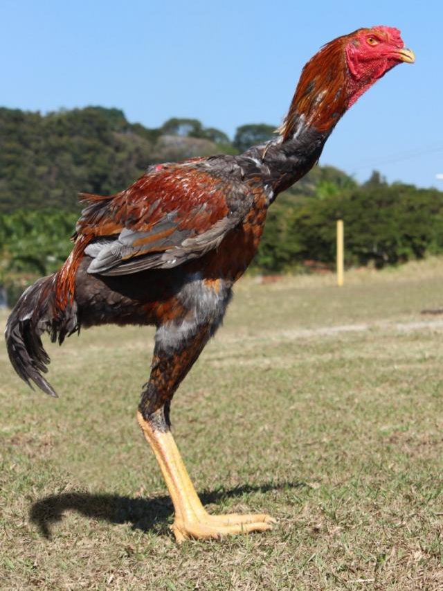 Valem ouro: Ovos de galinhas gigantes custam R$ 1 mil a dúzia!