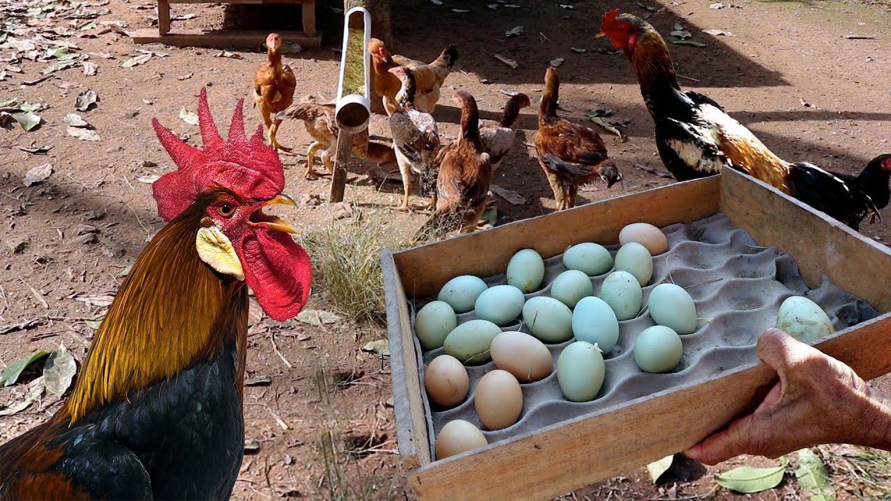 Como as galinhas Índio Gigante são procuradas por criadores interessados na reprodução de aves grandes e de alta qualidade, os ovos férteis (para incubação)  alcançam preços incríveis.  - Reprodução/Youtube