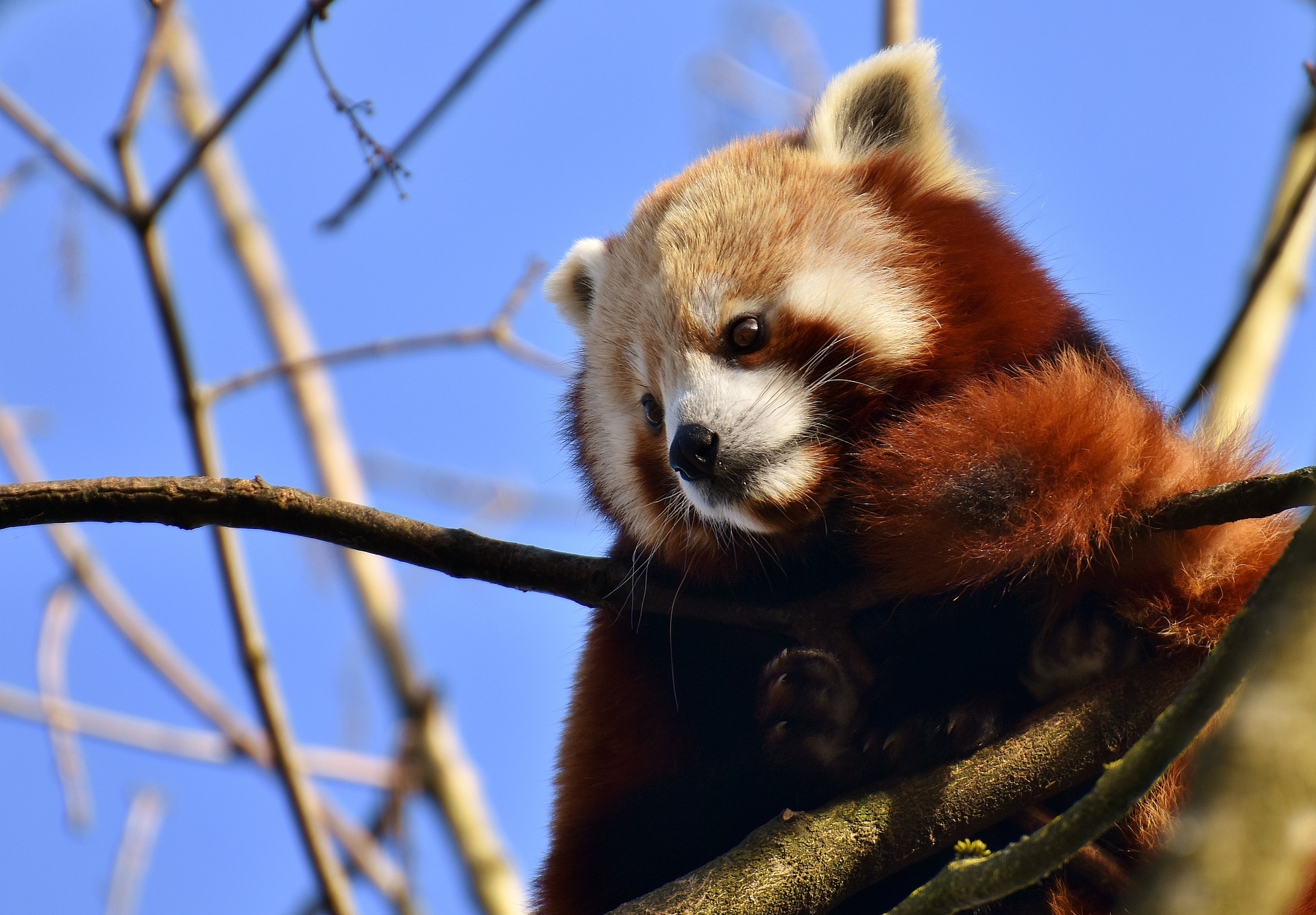 O panda-vermelho, ou raposa de fogo, é nativo das montanhas do Himalaia e do sul da China. Ele possui um focinho curto, orelhas retas e cabeça redonda. Sua fisionomia é bem diferente do primo mais famoso.-Pixabay