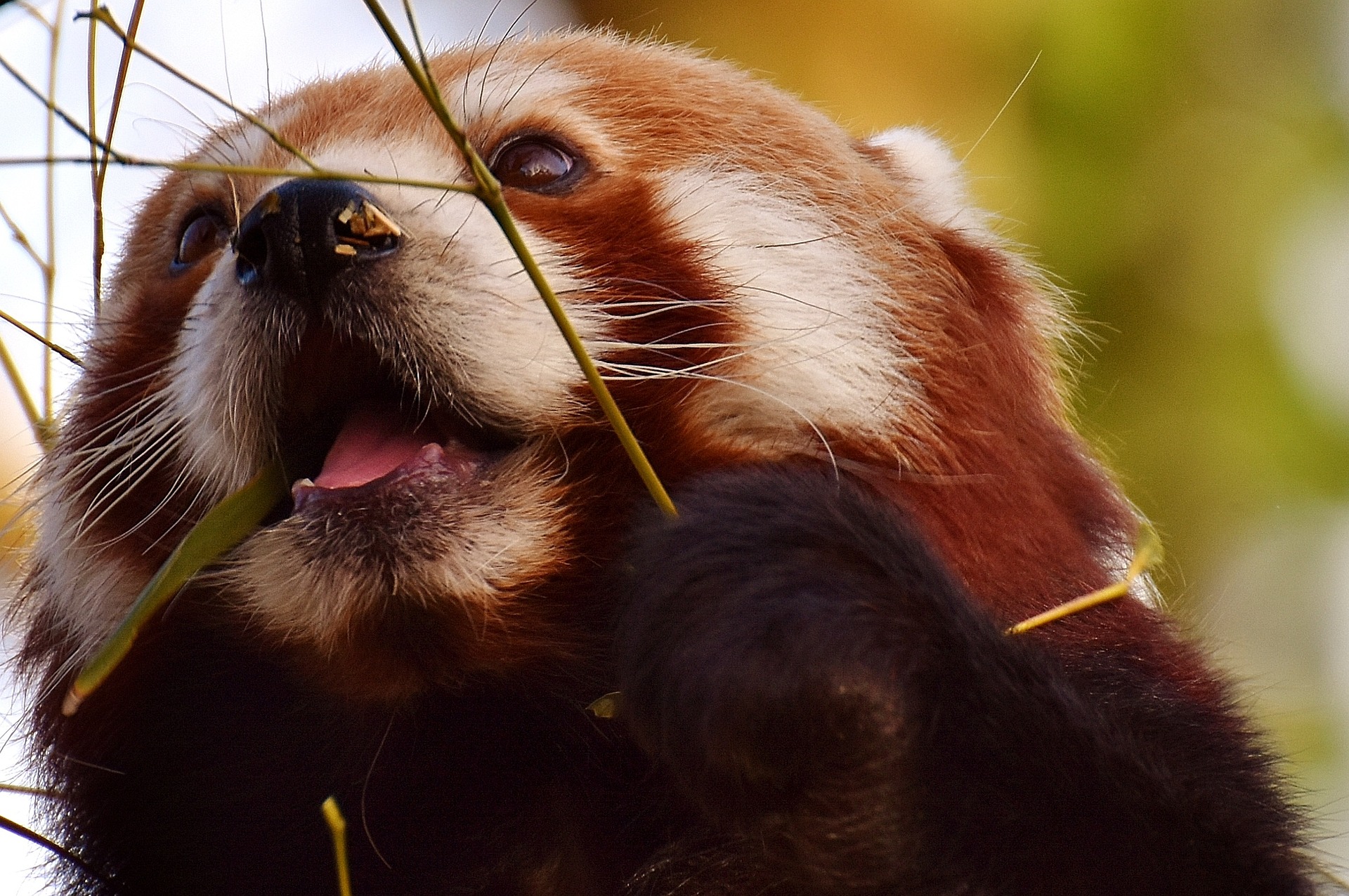 Não existe nenhuma espécie ou variação do panda-vermelho no Brasil. Se você deseja ver um com os próprios olhos, terá que visitar países como Nepal, Butão, Índia, China e Mianmar.-Pixabay