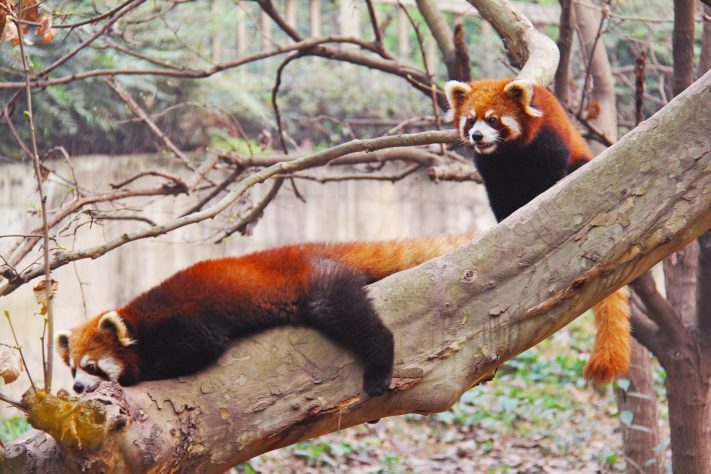 Panda-Vermelho