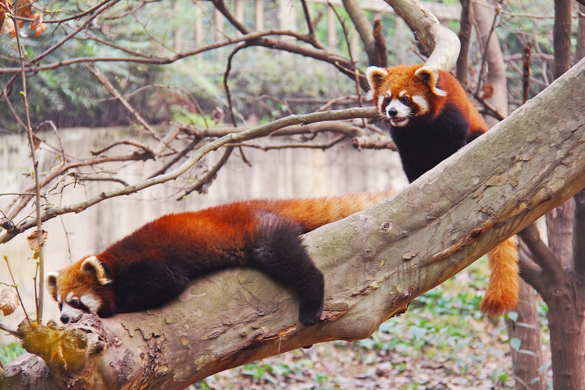Em 2010, representantes da Mozilla adotaram dois pandas vermelhos, nascidos no zoológico de Knoxville. Eles foram batizados como Cub 1# e Cub2#.-Pixabay