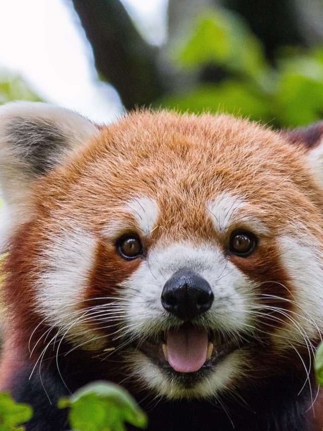 Panda-Vermelho: Espécie marcou presença em produções da Disney