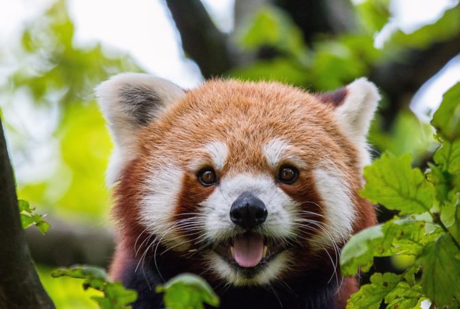 Quase extinto, panda-vermelho nasce em zoo em Buffalo