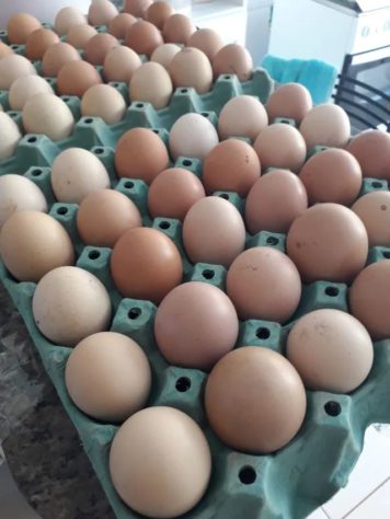 alimentos congelados