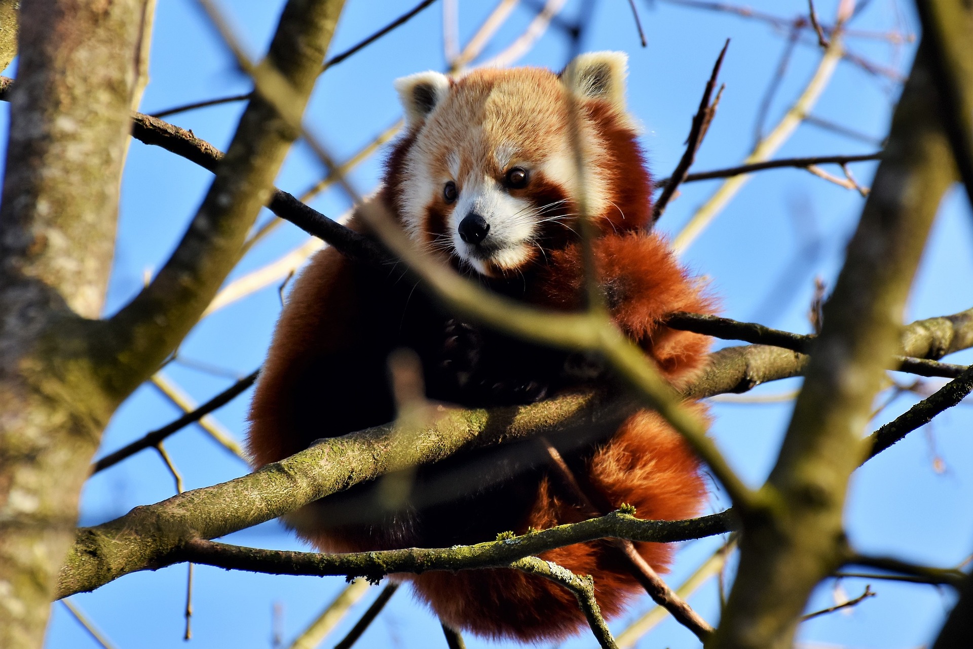 Eles aprimoraram o “polegar” para escalar árvores, enquanto os seus primos o utilizam exclusivamente para comer bambu.-Pixabay