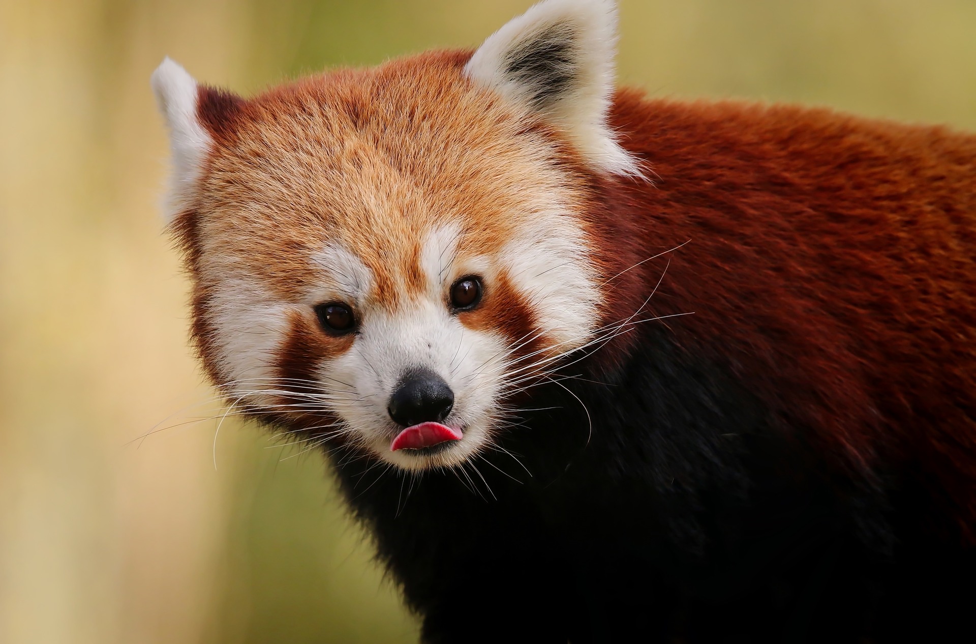 No âmbito da psicologia, existe um fenômeno chamado “Efeito panda-vermelho”, que é quando alguém afirma que está vendo algo, que na verdade não está lá.-Pixabay