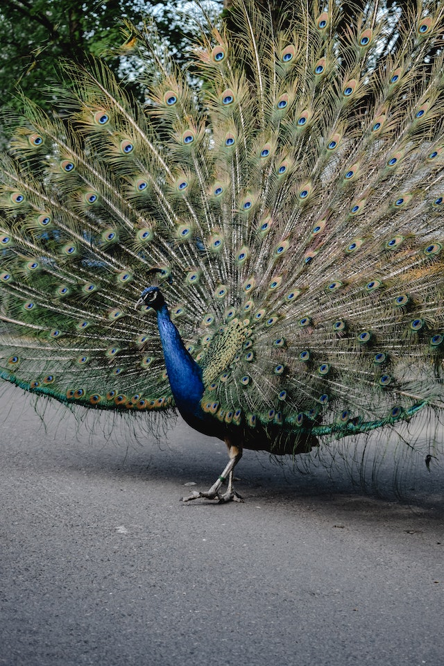 No ecossistema do nosso planeta, as aves estão entre os animais que se destacam pelo espetáculo visual. São obras-primas vivas da Natureza. -  (crédito: Eva Bronzini por Pexels)