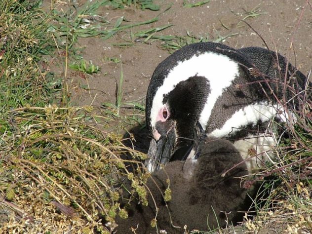 Pinguim-de-Magalhães