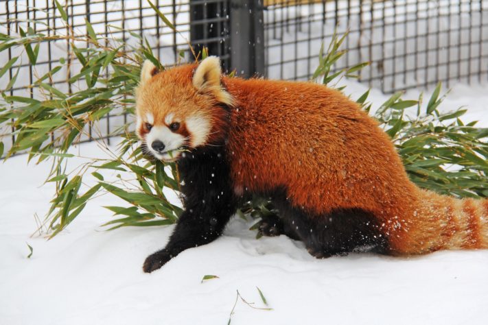 Panda-Vermelho