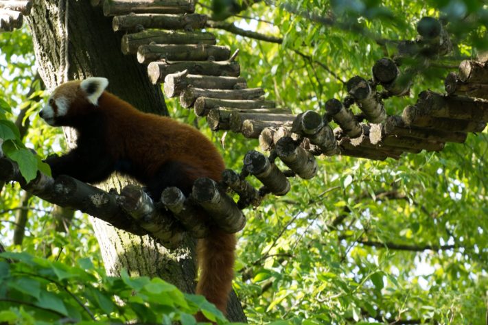 Panda-Vermelho