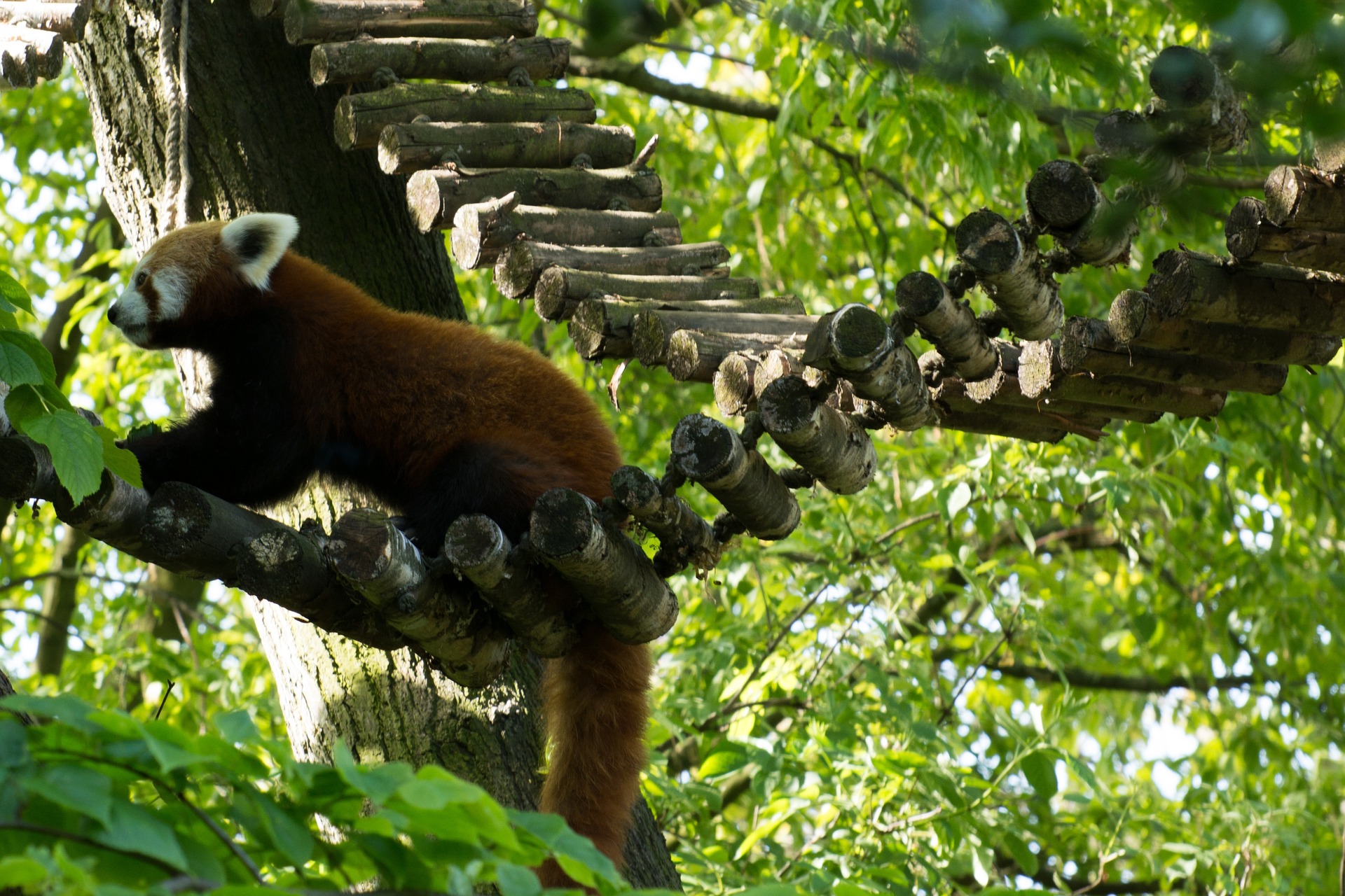 Para lidar com esse problema, foi desenvolvido um manual que ajuda os funcionários do zoológico a impedir a fuga da espécie. -Pixabay