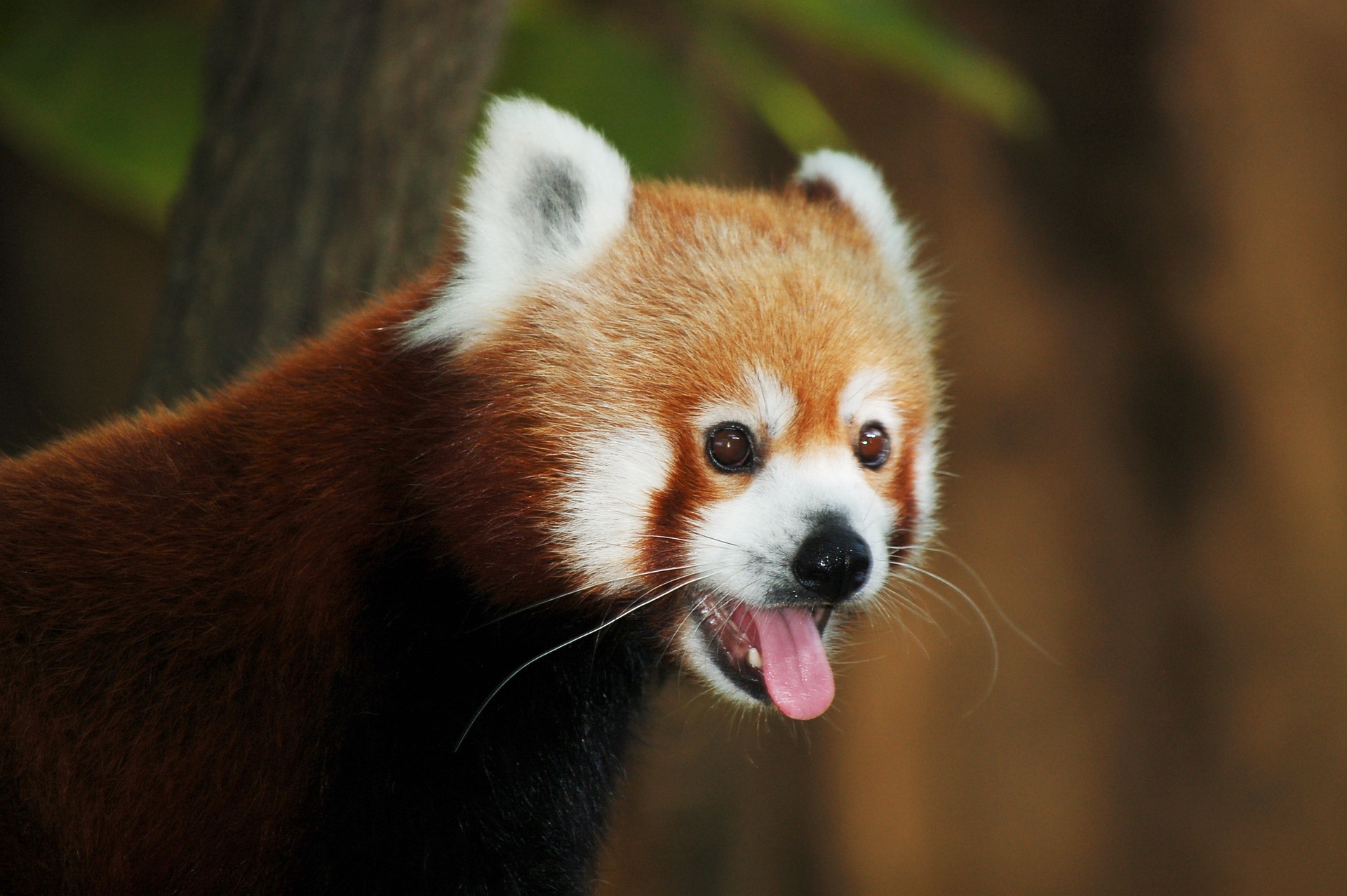 Especialistas também afirmam que os pandas vermelhos são animais fujões. Aproveitando descuidos e brechas, eles costumam fugir de zoológicos.-Pixabay