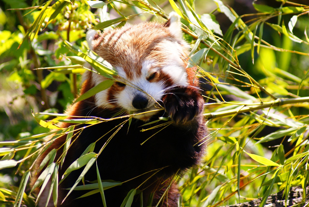 O panda-vermelho se alimenta de folhas de bambu e insetos, e, por suas fontes de alimento serem nutricionalmente pobres, o animal passa 13 horas do dia se alimentando.-Pixabay