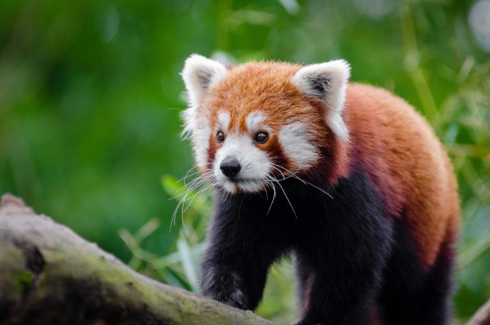 Panda-vermelho