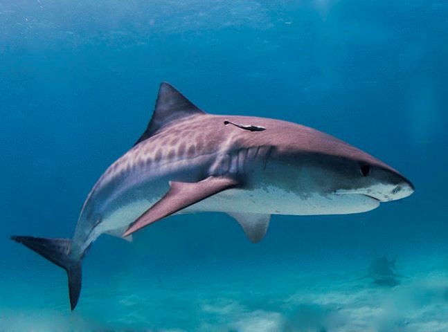 Brasileiros comem tubarão sem saber e ameaçam a espécie