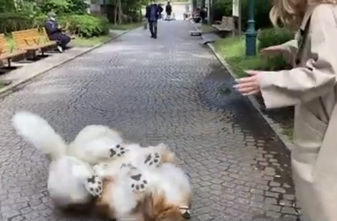 O primeiro passeio foi em um parque e Toko atÃ© rolou no chÃ£o, tamanha a felicidade de poder se passar por cÃ£o em pÃºblico. 