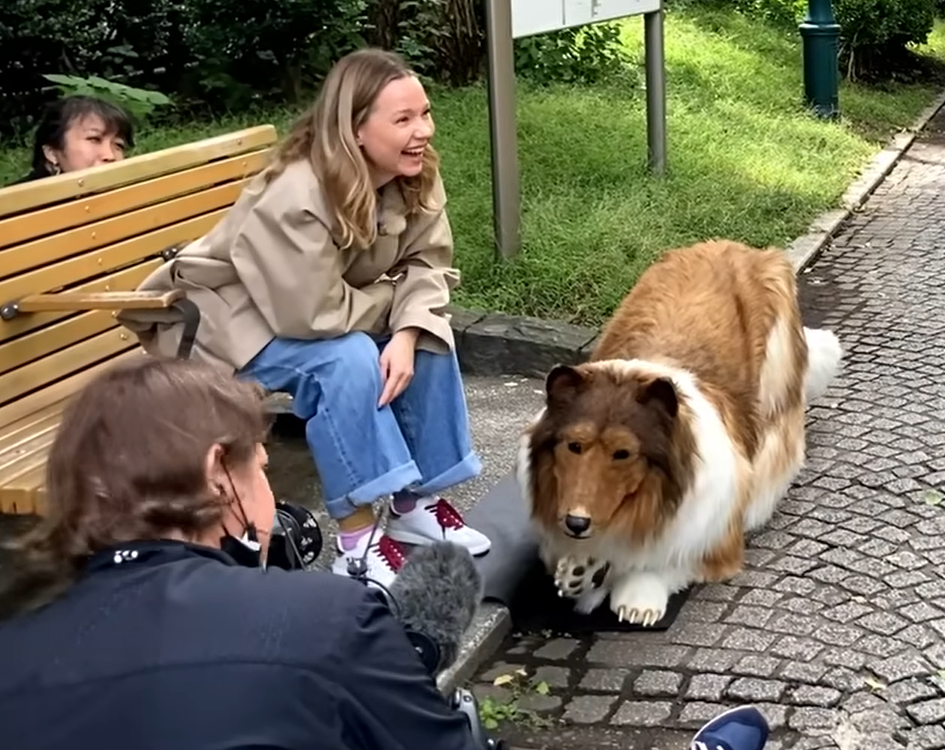 A cor da pelagem do border collie é variada, podendo ser mista em preto e branco, ou bege e branco, e até ter três cores. Toko optou porum caramelo com branco.