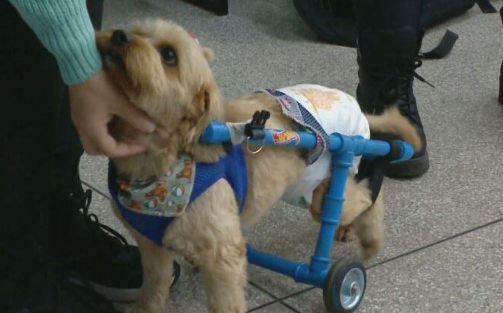 Como Will só move as patinhas da frente, as rodas da engenhoca permitem que ele ande e corra puxando a cadeirinha.