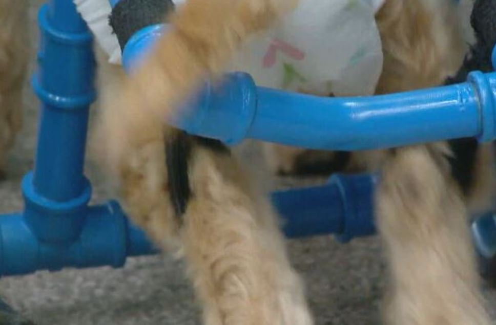 O equipamento encaixa certinho para que Will fique confortável e tenha possibilidade de se movimentar à vontade.  