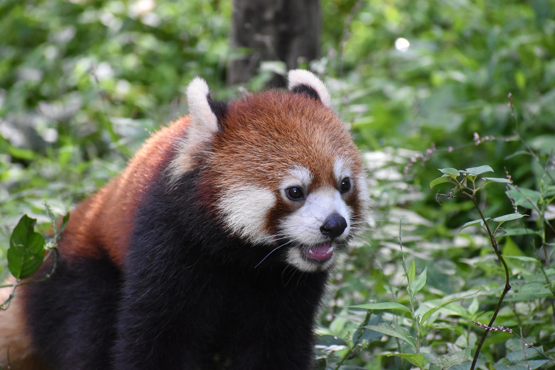 Em 1888, especialistas encontraram a mandíbula inferior e um molar de um panda, que identificaram como panda-gigante, e afirmaram que a espécie era originária do panda-vermelho. -Pixabay
